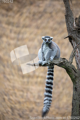 Image of cute and playful Ring-tailed lemur