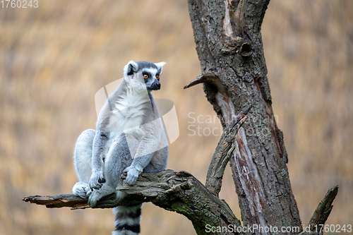 Image of cute and playful Ring-tailed lemur
