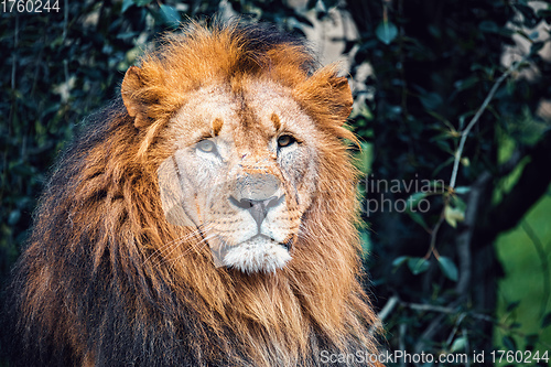 Image of Southwest African lion or Katanga lion