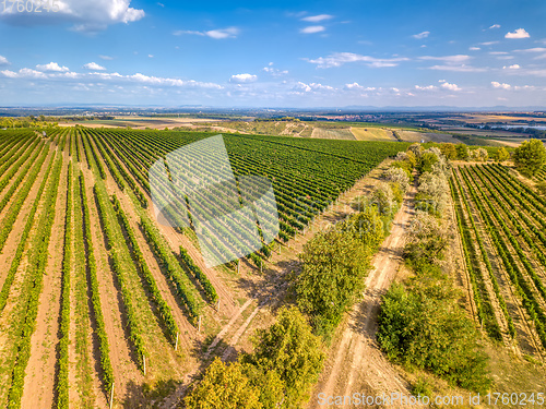 Image of Vineyards in Palava, Czech Republic