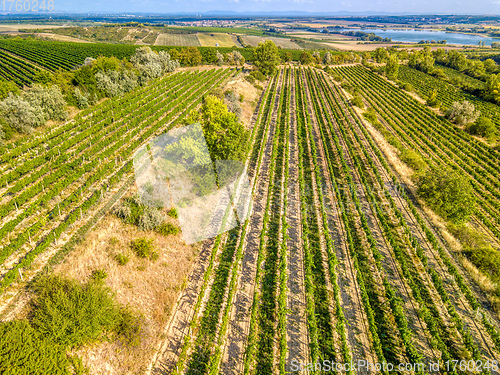 Image of Vineyards in Palava, Czech Republic