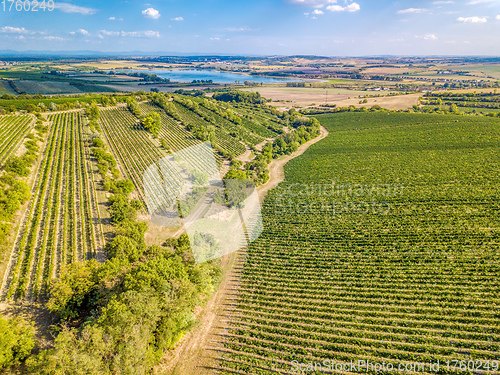 Image of Vineyards in Palava, Czech Republic