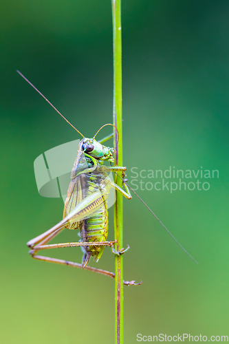 Image of nsect Roesel's Bush-cricket on a green grass leaf