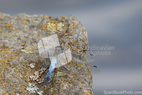 Image of Southern skimmer dragonfly - Orthetrum brunneum