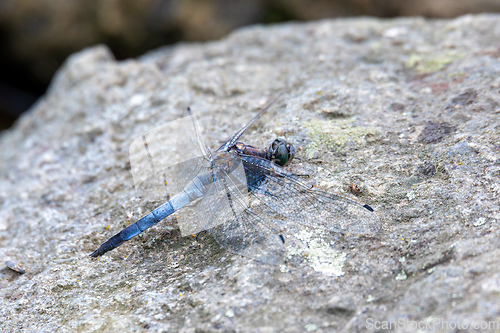 Image of Southern skimmer dragonfly - Orthetrum brunneum