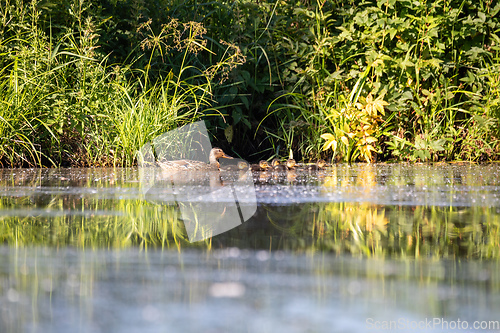 Image of duck mallard on pond, Czech Republic, Europe wildlife