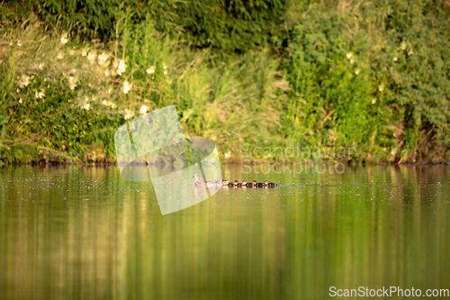 Image of duck mallard on pond, Czech Republic, Europe wildlife