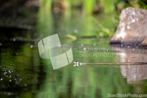 Image of The grass snake Natrix natrix swims in water