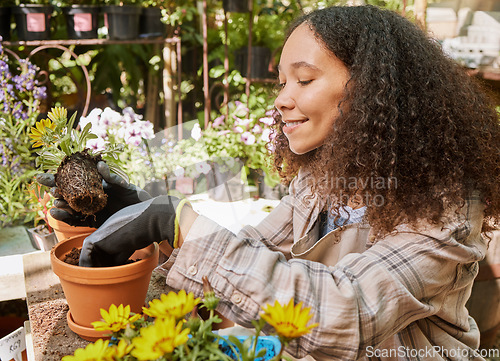 Image of Gardening, botany and garden center with a black woman at work with a potted plant in a nursery as a florist. Small business, nature and spring with a female employee working with plants or flowers