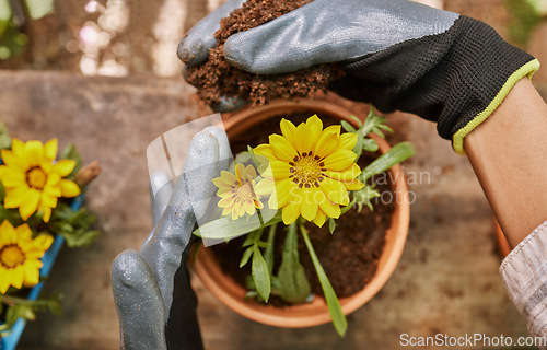 Image of Gardening, flower and pot plant with woman hands holding dirt or soil planting yellow treasure flowers outdoor in backyard for hobby or earth day. Female gardener potting plants in nature for spring