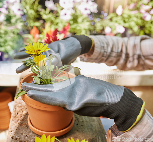 Image of Greenhouse, nursery and hands with plant at garden shop, sustainable business progress and growth for agro startup. Nature, flowers and pot plants for sale at florist or eco friendly small business.