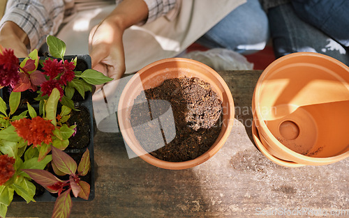 Image of Woman, hands and pot with plants, gardening and flowers for landscaping, hobby or relax in backyard. Botany, leaves and healthy soil for growth, health and development of plant on table in Orlando