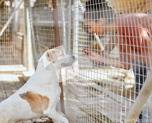 Image of Adoption, animal care and black woman with dog looking through fence, gate and cage at dog shelter. Pets, love and female excited to choose, foster and support family pet at animal shelter or kennel