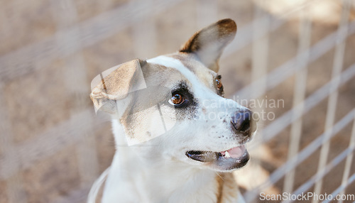 Image of Dog, animal shelter and animal in an outdoor yard with a steel, metal or iron fence for protection. Playful pet puppy in a local pound or home for care, treatment or grooming waiting for adoption.