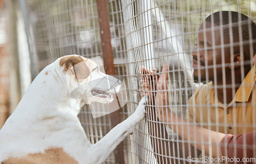 Image of Dog, adoption and animal shelter with a black man volunteer working at a rescue center for foster care. Pet, charity and community with a male and puppy at a kennel for adopting canine pets
