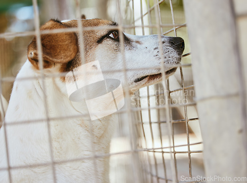 Image of Rescue dog, cage and adoption at a shelter, abandoned pet and homeless at a place of safety. Sad, lost and puppy in an animal kennel waiting for a home, lonely and unhappy at the pound for pets