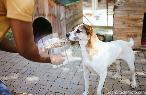 Image of Dog, food and animal shelter with a volunteer working in a rescue center while feeding a canine for adoption. Pet, charity and care with a homeless puppy eating from a bowl in the hands of a man