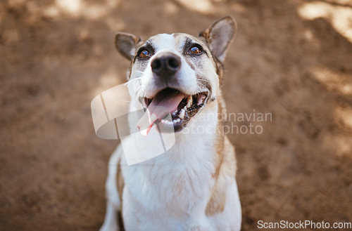 Image of Face, dog and animal outdoor at vet with tongue out ready for adoption mock up. Animal shelter, foster and portrait of healthy, cute and happy pet sitting outside on ground looking for a future home.