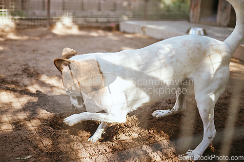 Image of Dog playing in mud, dirt or sand for fun or digging in the outdoor backyard of a animal shelter Playful, nature and puppy with soil to dig in the yard at a local pet pound or home care for protection