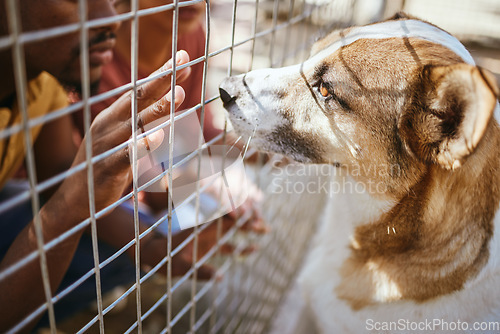 Image of Hands, fence and dog in shelter for adoption, black man looking at homeless puppy at charity. Pet care, love and compassion, volunteer at animal shelter with abandoned dogs in veterinary clinic cage.