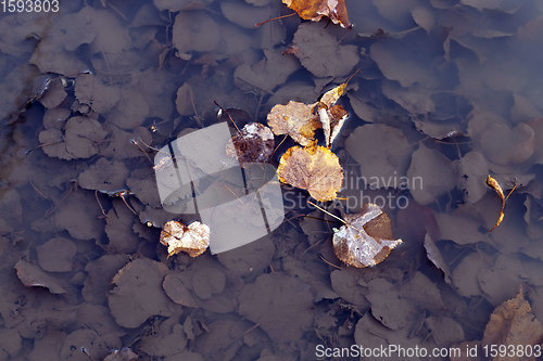 Image of leaves of trees in muddy water