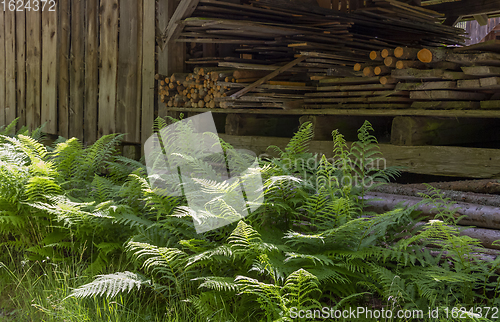 Image of fern and wood