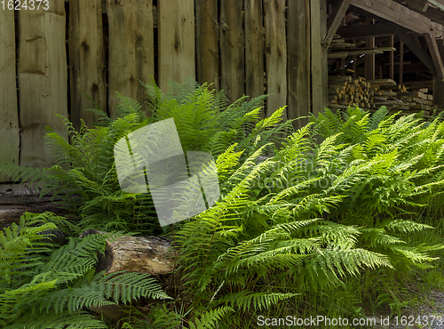 Image of fern and wood