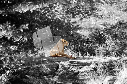 Image of Female Lion Resting