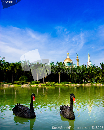 Image of Black Swans