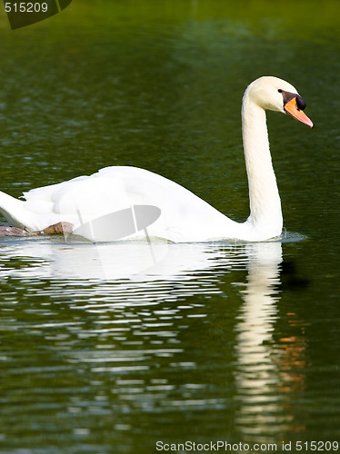 Image of White Swan