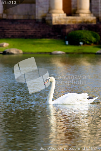Image of White Swan