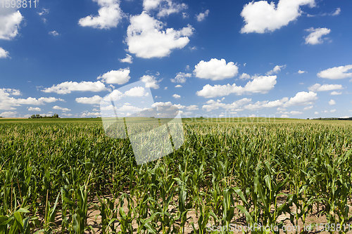 Image of sweet green unripe corn