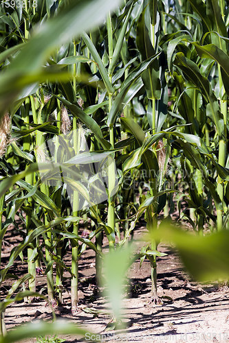 Image of an agricultural field where corn is grown