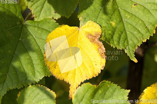 Image of different plants during the autumn season