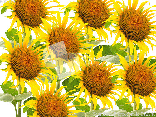 Image of Many Sunflower flowers
