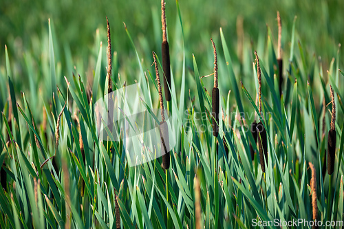 Image of reeds at the pond in summer