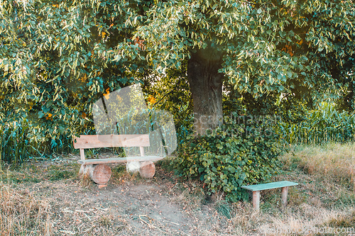 Image of Small wooden bench, resting place under the tree