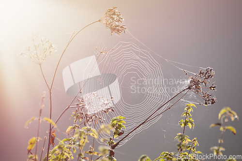 Image of Close-up of a cobweb, spider web