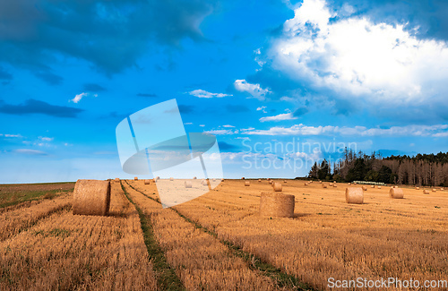 Image of Straw bales stacked in a field at summer time