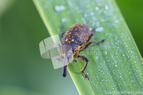 Image of insect beetle Black Vine Weevil - Otiorhynchus sulcatus, Czech Wildlife