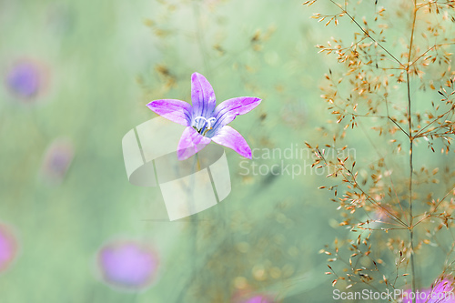 Image of flower campanula patula, wild flowering plant