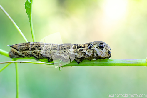 Image of large caterpillars of Deilephila elpenor