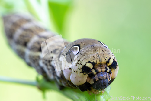Image of large caterpillars of Deilephila elpenor