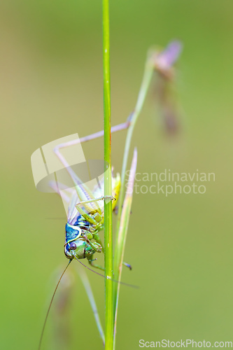 Image of nsect Roesel's Bush-cricket on a green grass leaf