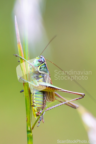 Image of nsect Roesel's Bush-cricket on a green grass leaf