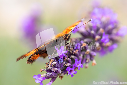 Image of tortoiseshell butterfly on lavender