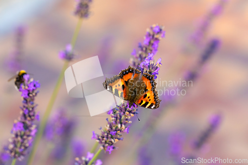 Image of tortoiseshell butterfly on lavender