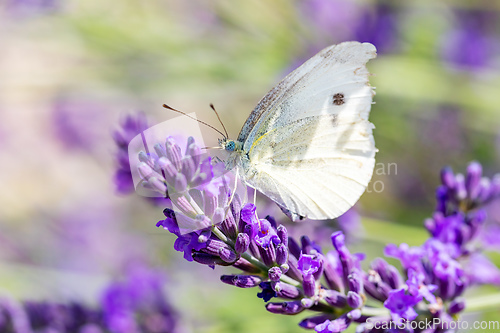 Image of White butterfly on violet lavender