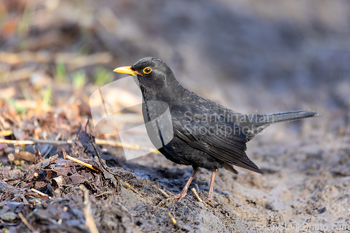 Image of male of Common blackbird in nature