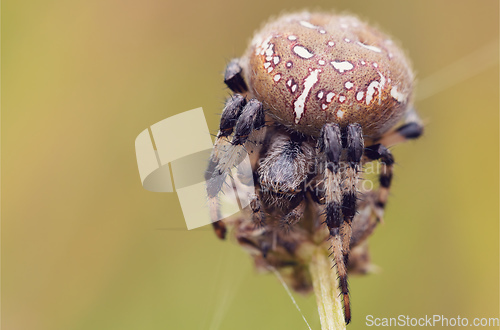 Image of common cross spider sitting grass